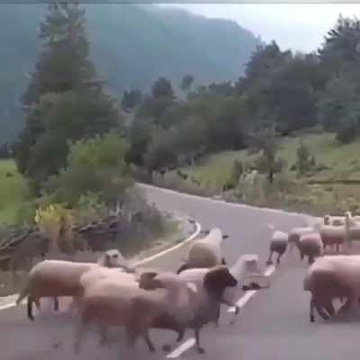 🔥 angry flock of sheep