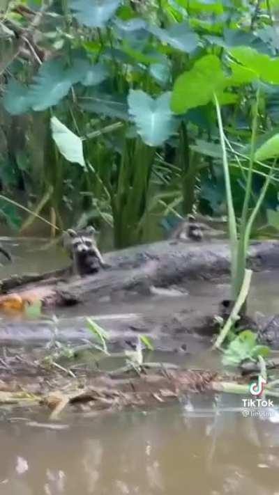 Watch raccoons survive