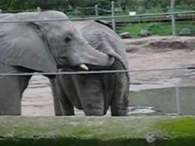 Not sure if it's hungry or just playing. [Elephant pulls the shit out of another elephant, literally]
