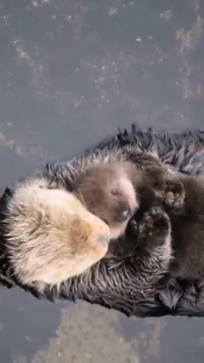 Momma sea otter with her baby 🥹🥹