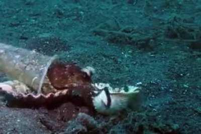 Diver convinces octopus to trade his plastic cup for a seashell