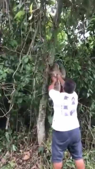 Sloth smiles and waves at the man who helped him.