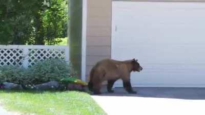 Bear and man spook each other