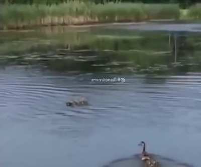 Mama duck immediately adopts orphaned ducklings 