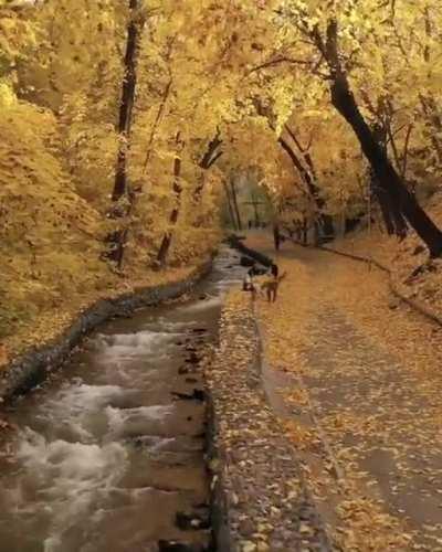 Golden fall