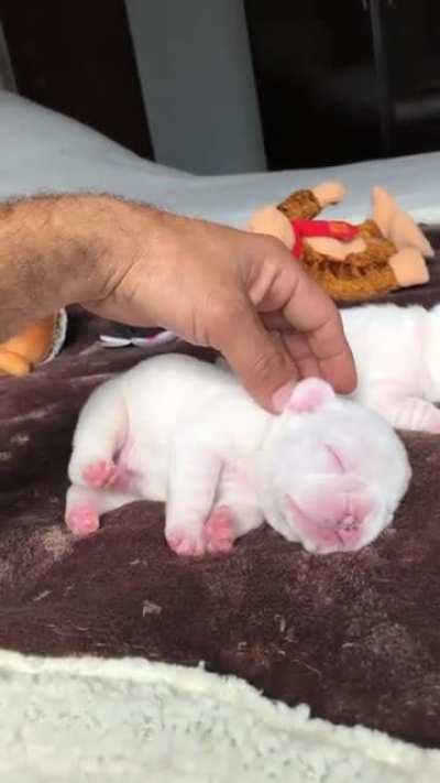 Look at those precious pink toe beans 🐾🥰