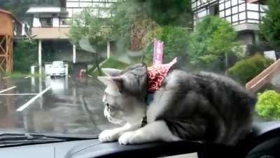 Kitty Vs. Wipers