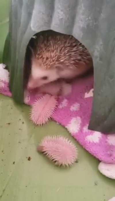 Momma Hedgehog With Her Babies