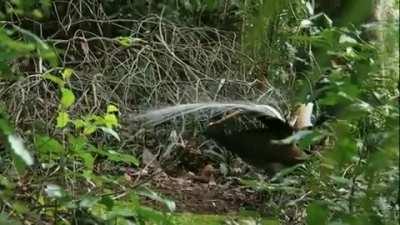 A lyrebird is a species of ground-dwelling Australian birds, notable for their ability to mimic natural and artificial sounds from their environment.