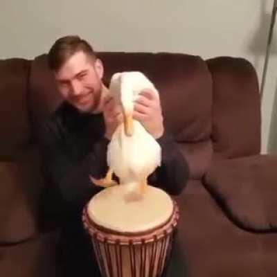 Bongo duck