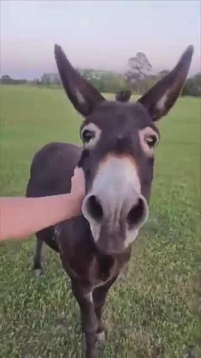 Protective Donkey Won't Allow Lady To Go Near The Fire