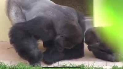 Two silverback Gorilla's closely observe a caterpillar