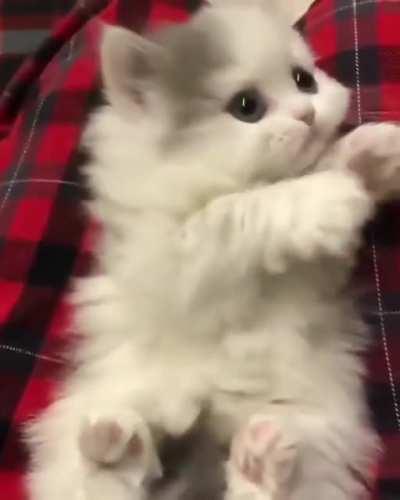 Fluffiest little kitten!