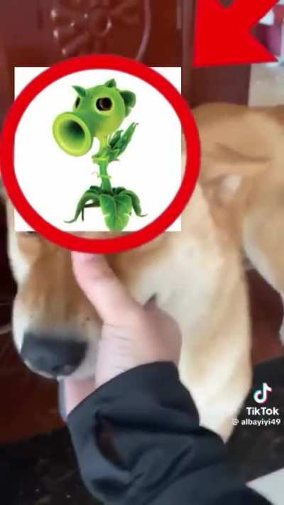 peashooter dog