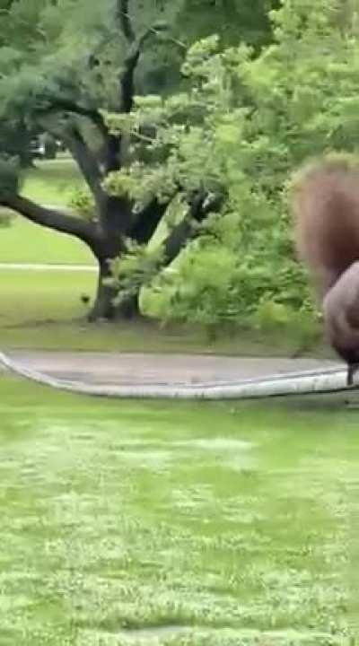 Do not call a squirell a fat F***!