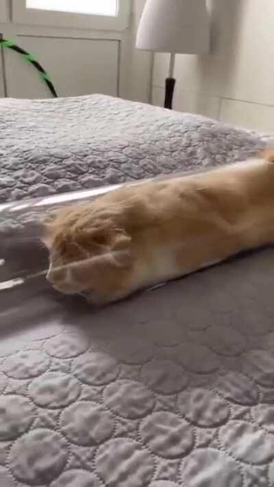 Long kitty