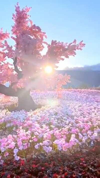 Flowering cherries in blooming season .