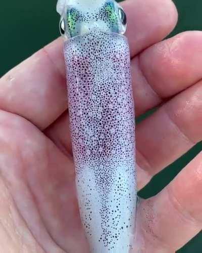 Just beneath the surface of this squid’s skin are thousands of color-changing cells called chromatophores. 🎥🦑 by SaltyFlyTying