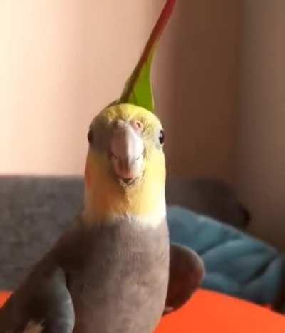 Most birds do sing. But this one performs! Better with sound on