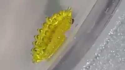 🔥 Slug Moth Larvae - The forbidden gummy