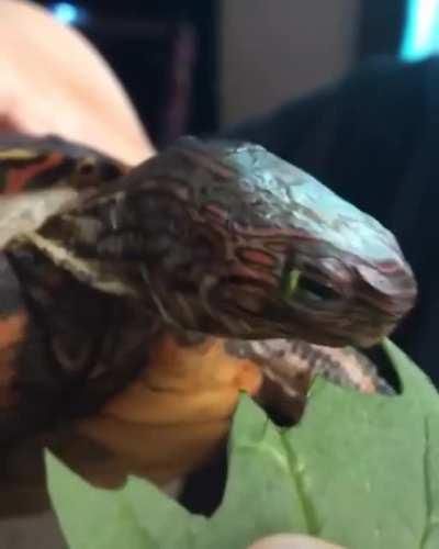 🔥 Turtle eating leaf