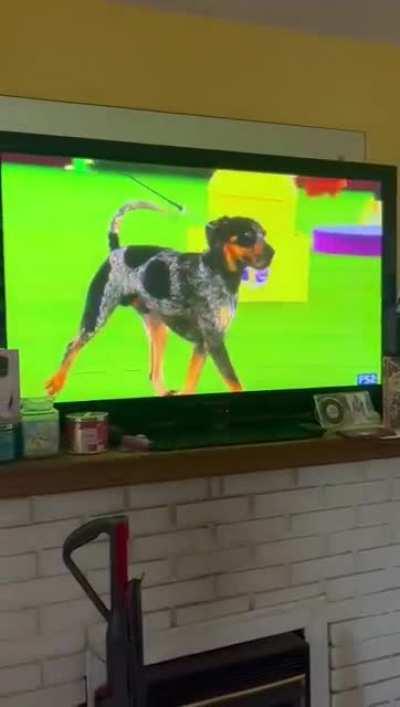 My dog Lucy watches a dog show