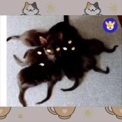 Theory of cats but animated