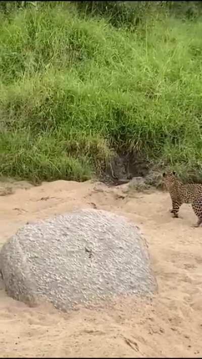 Leopard cub learning to hunt