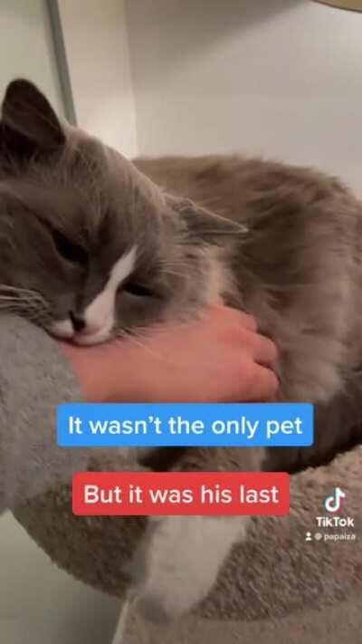 Just one more pet...