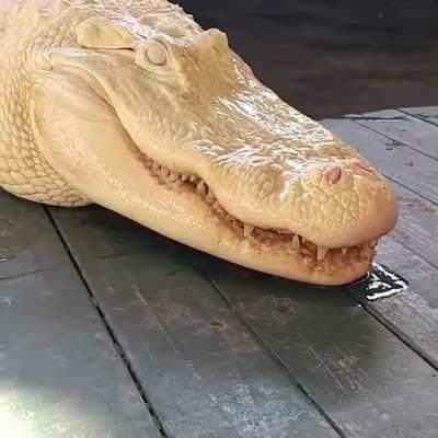 Pearl, the albino alligator