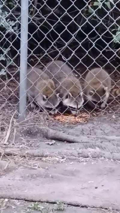 In case you've never seen raccoons eating spaghetti