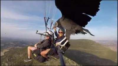 Vulture hitches ride on selfie stick