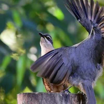 Victoria Rifle birds performs the mating dance