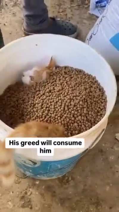 All cats are embodiment of greed