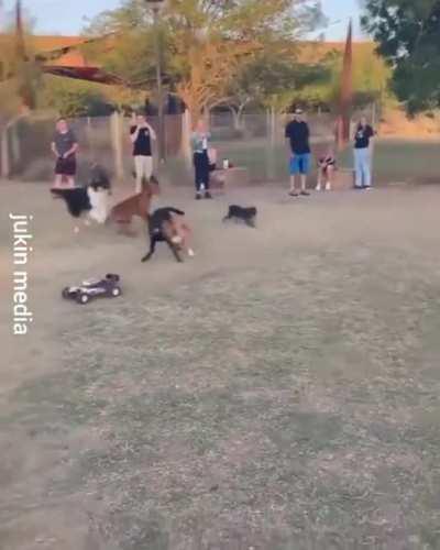 Great day at the dog park