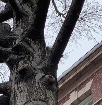 This squirrel is screaming at me because I’m blocking the hole in the wall he uses to get inside the dorm building.