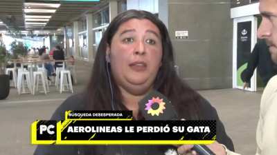 Le perdieron a su gata en un vuelo de Aerolíneas y la empresa le ofrece 100 dólares como recomposición por la pérdida.