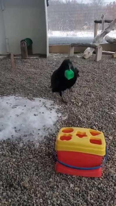 A very intelligent Crow