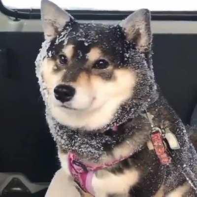 Snow doggo has arrived