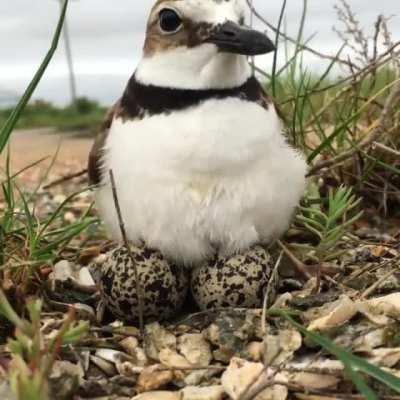 The way this bird keeps her eggs warm