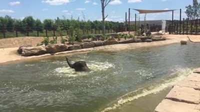 Elephant swimming