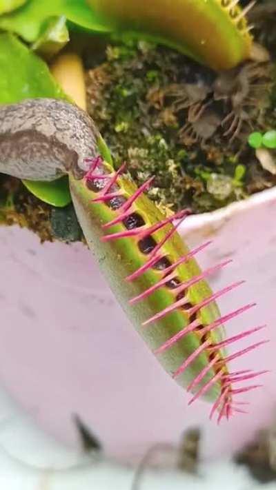 🔥 A Venus flytrap versus a slug 🔥