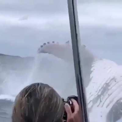 This whale coming out