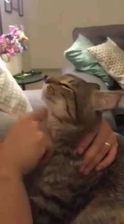 My rescue cat allows me to help him groom