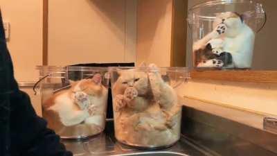 HeLpLeSs FeLiNeS HeLd PrIsOnEr iN gLaSs CoNtAiNeRs