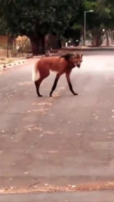 The Maned Wolf (Chrysocyon brachyurus) is the only living member of its genus, they’re also the tallest canid in South America.