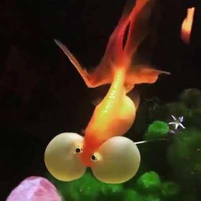 Bubble Eye Goldfish is the only breed that develops large fluid filled bubbles (sacs) under their eyes.