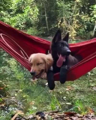 Hammock dogs