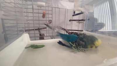 When you try to get a nice slow-mo of your budgie at bath time, but he spots the camera...