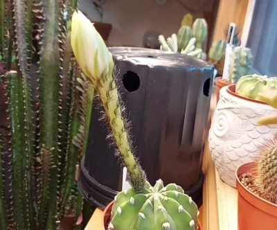 Another video of echinopsis subdenudata